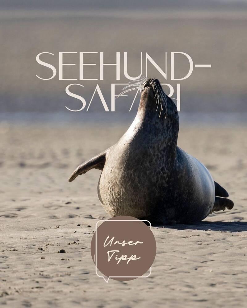 events-erlebnisse/seehund-safari-familienwattwanderung-s217210