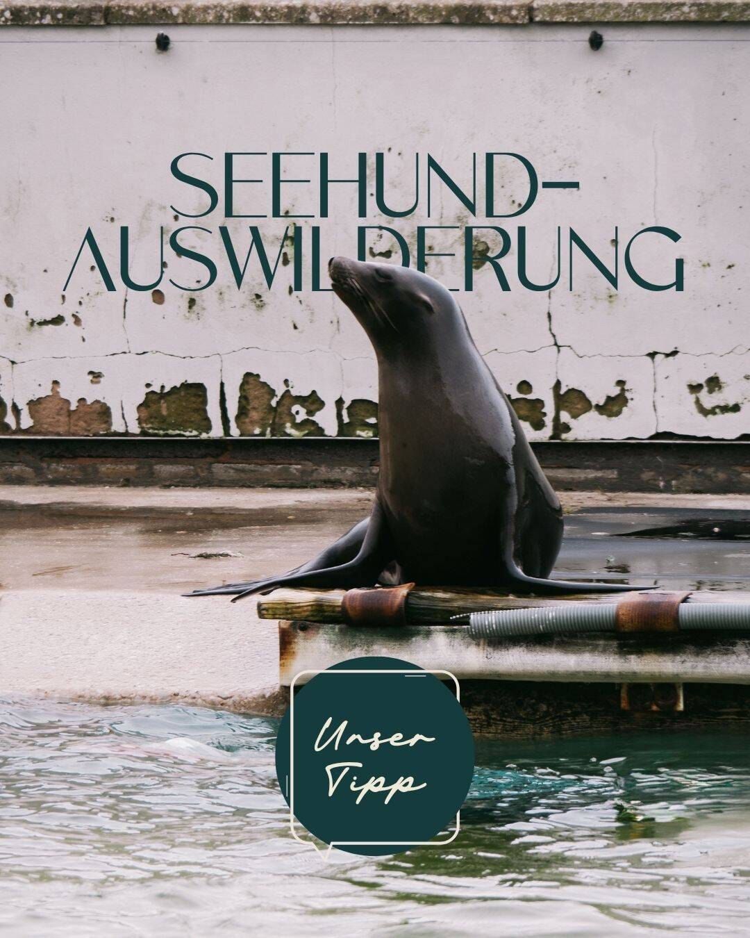 Tides website grafik auswilderung seehunde
