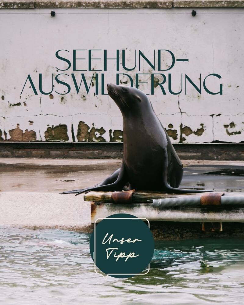 events-erlebnisse/erlebnisfahrt-seehundauswilderung-s215014