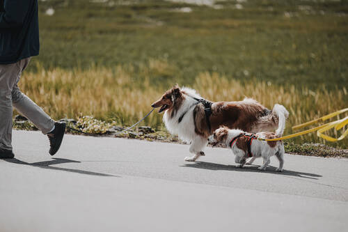 Urlaub mit Hund