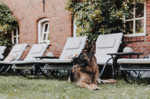 Urlaub mit Hund