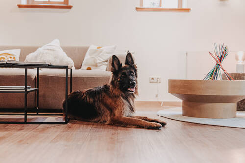 Urlaub mit Hund